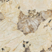 Ceralto Venara Polished Vloertegel - 120x120cm - 9.0mm - gerectificeerd - Desert soul SW1174864