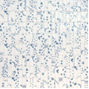 Ceralto Drapé Mural Decor-strip - 5x15cm - 10.0mm - Bianco SW669914