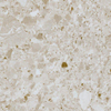 Ceralto Minera Chip Vloertegel - 60x60cm - 9.5mm - gerectificeerd - Crema SW1171348