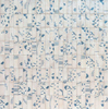 Ceralto Drapé Mural Decor-strip - 5x15cm - 10.0mm - Natural SW669936