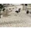 Stn ceramica carreau de sol et de mur 59.5x59.5cm 9.5mm rectifié terrazzo beige SW857376