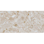 Ceralto Minera Chip Carreau de sol - 30x60cm - 9.5mm - rectifié - crème SW1171343