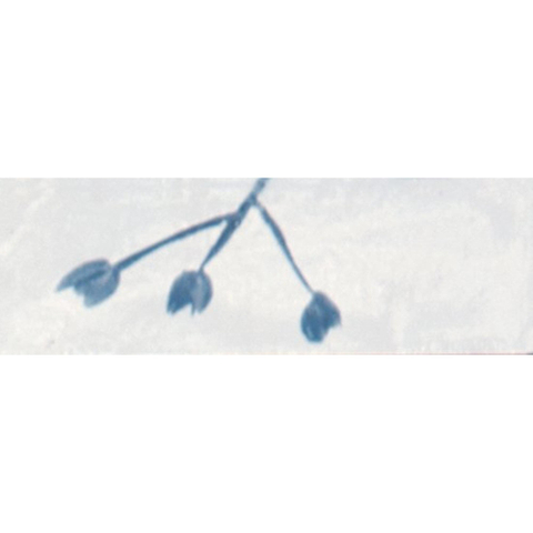 Ceralto Drapé Mural Decor-strip - 5x15cm - 10.0mm - Bianco SW669914