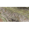 Ceralto Alabro Vein Carrelage de sol - 60x120cm - 6.0mm - rectifié - Emerald SW856352